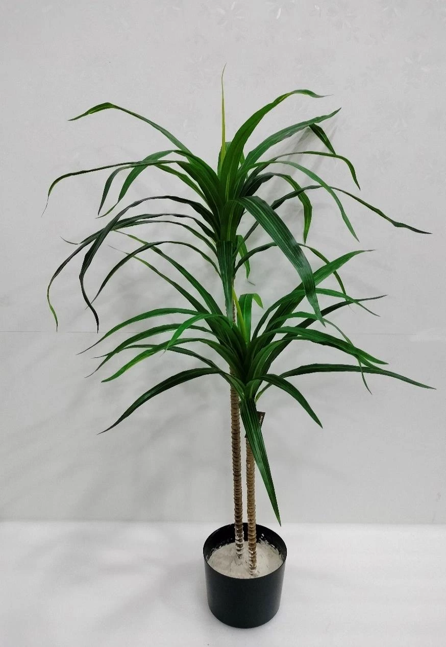 Dracaena Plant Long Leaves x2 Without Base 120cm